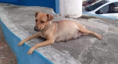 Sexta é o último dia para solicitar a castração de cães e gatas em Cruzeiro e restam 120 vagas
