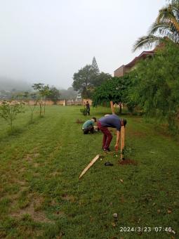 Mudas de árvores são plantadas durante a ação Viva o Taquari-Antas Vivo