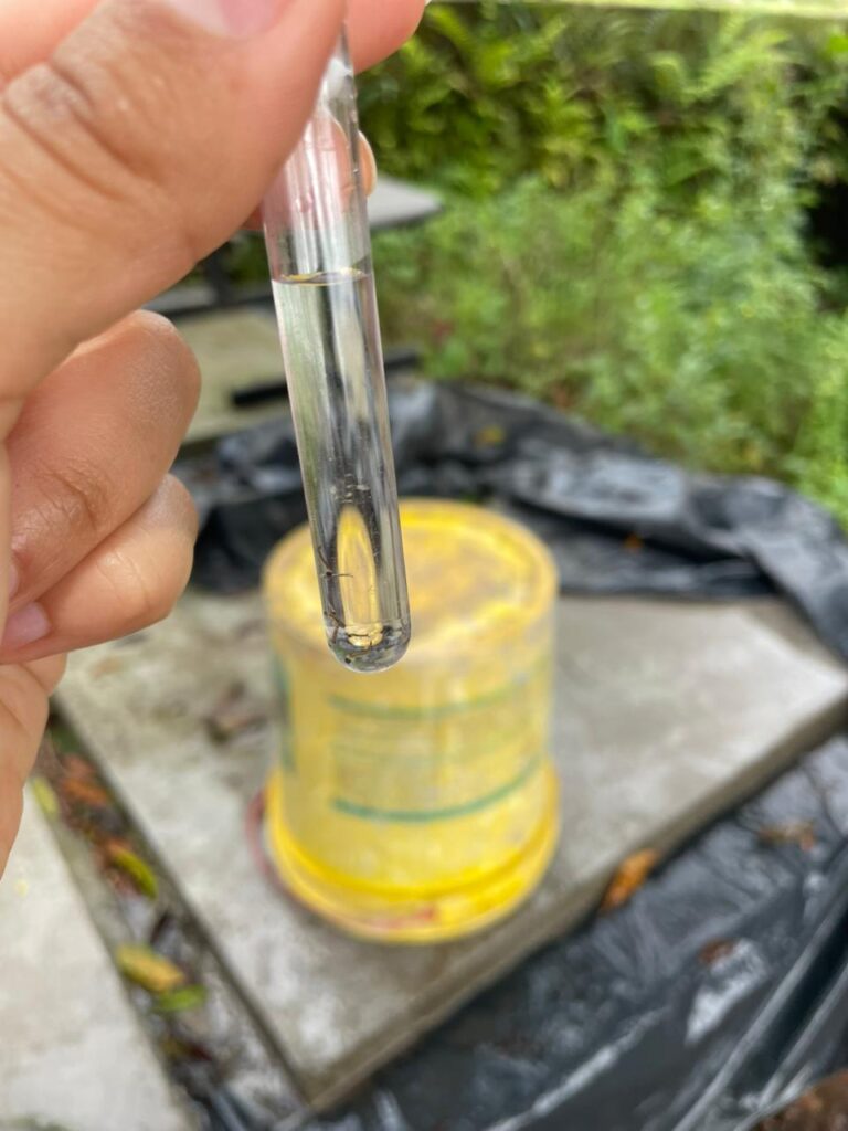 Levantamento aponta presença de larvas do Aedes aegypti em bairros de Cruzeiro do Sul